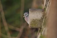 Columba oenas