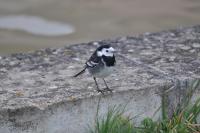 Motacilla alba yarrellii