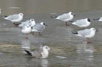 Larus canus