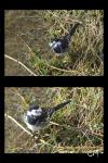 Motacilla alba yarrellii