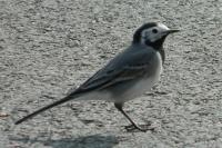 Motacilla alba