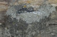 Hirundo rustica