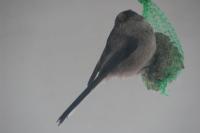 Aegithalos caudatus