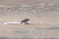 Falco peregrinus