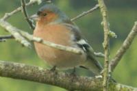Fringilla coelebs