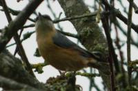 Sitta europaea