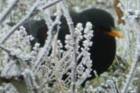 Turdus merula