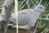 Streptopelia decaocto