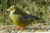 Chloris chloris