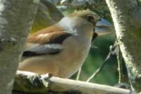 Coccothraustes coccothraustes