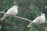 Streptopelia decaocto