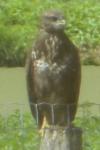 Buteo buteo