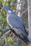 Columba palumbus