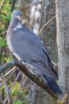 Columba palumbus