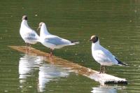 Chroicocephalus ridibundus