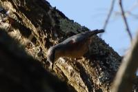 Sitta europaea