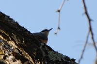 Sitta europaea