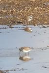 Calidris alpina