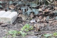 Fringilla coelebs