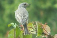 Phoenicurus ochruros