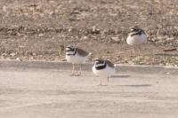 Charadrius dubius