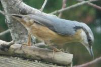 Sitta europaea