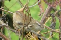 Troglodytes troglodytes
