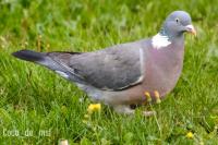 Columba palumbus