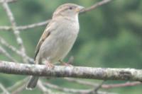 Passer domesticus