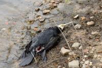 Phalacrocorax carbo