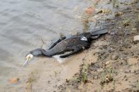 Phalacrocorax carbo