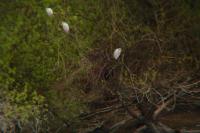Bubulcus ibis
