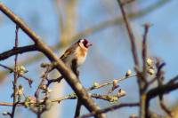 Carduelis carduelis