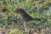 Turdus philomelos