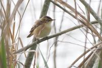 Acrocephalus schoenobaenus