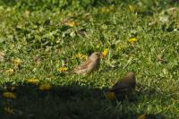 Chloris chloris