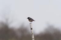 Saxicola rubicola