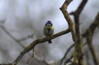 Cyanistes caeruleus