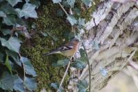 Fringilla coelebs