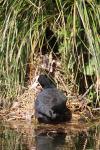 Fulica atra
