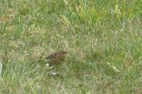 Emberiza cirlus