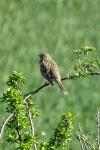 Emberiza calandra