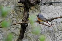 Phoenicurus phoenicurus