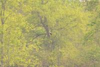 Pandion haliaetus