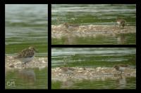 Calidris temminckii
