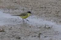 Motacilla flava