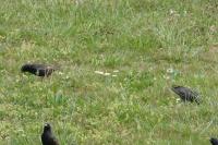 Sturnus vulgaris
