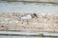 Calidris alba