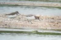 Calidris alba