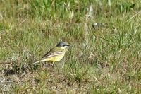 Motacilla flava